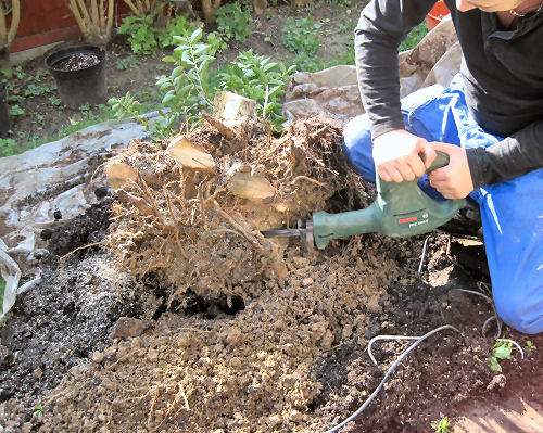 carving the rootbase